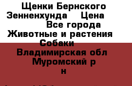 Щенки Бернского Зенненхунда  › Цена ­ 40 000 - Все города Животные и растения » Собаки   . Владимирская обл.,Муромский р-н